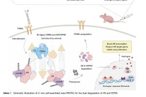 医疗科研新突破 | 菁易科研解析：纳米PROTAC如何攻克前列腺癌耐药难题？
