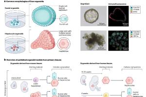医疗科研新突破 | 菁易科研带你解读肝脏和胰腺类器官研究进展