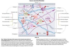 医疗科研新征程 | 菁易科研深度剖析：胰腺癌肿瘤微环境的挑战与机遇