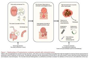 医疗科研新发现 | 菁易科研解读具核梭杆菌与结直肠癌治疗反应的关联