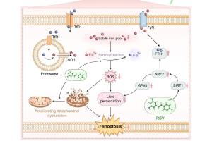医疗科研新发现 | 菁易科研解读白藜芦醇对帕金森病铁死亡的抑制作用