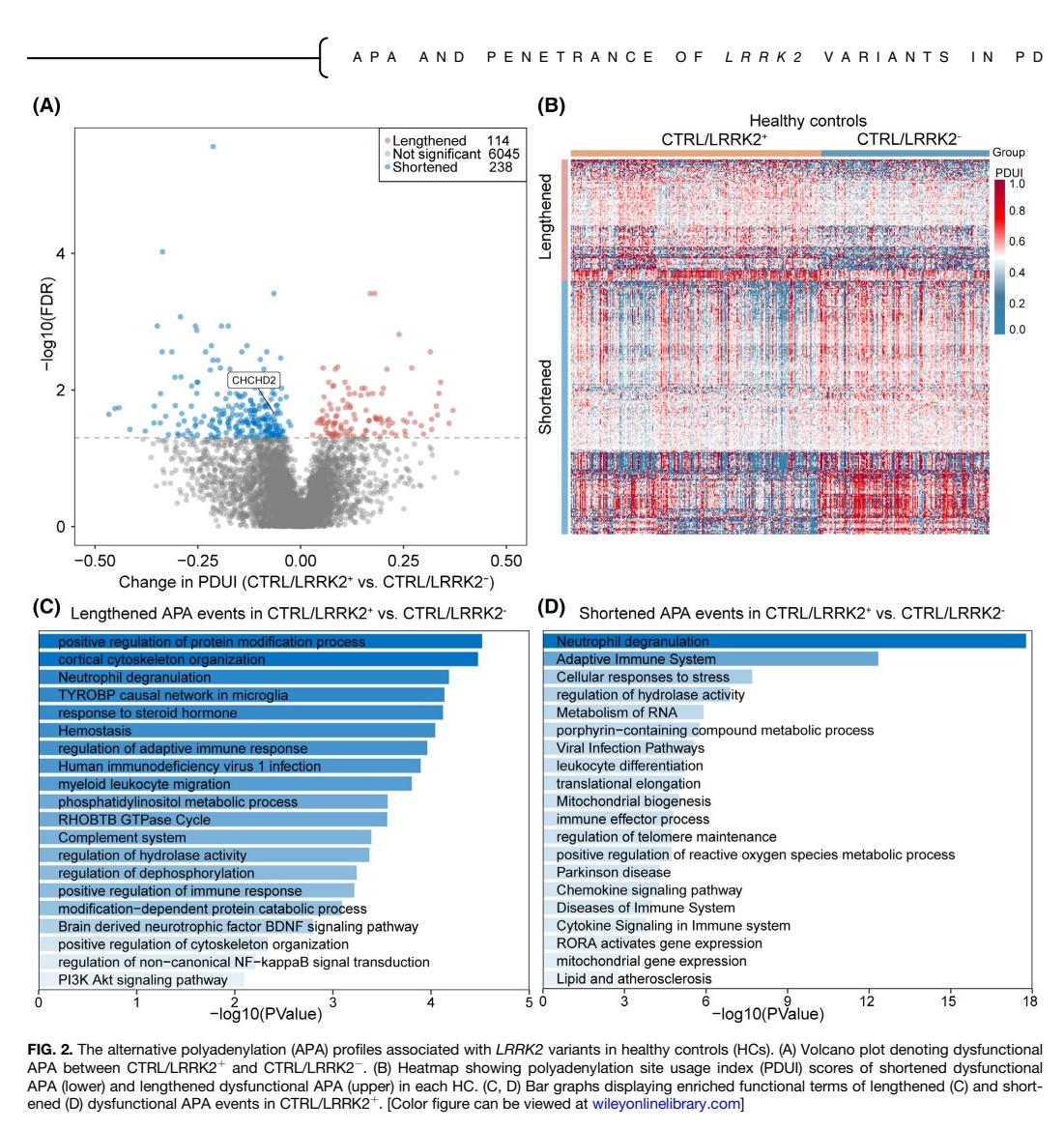 医疗科研新发现 | 菁易科研解读异常APA对帕金森病LRRK2变异外显率的影响