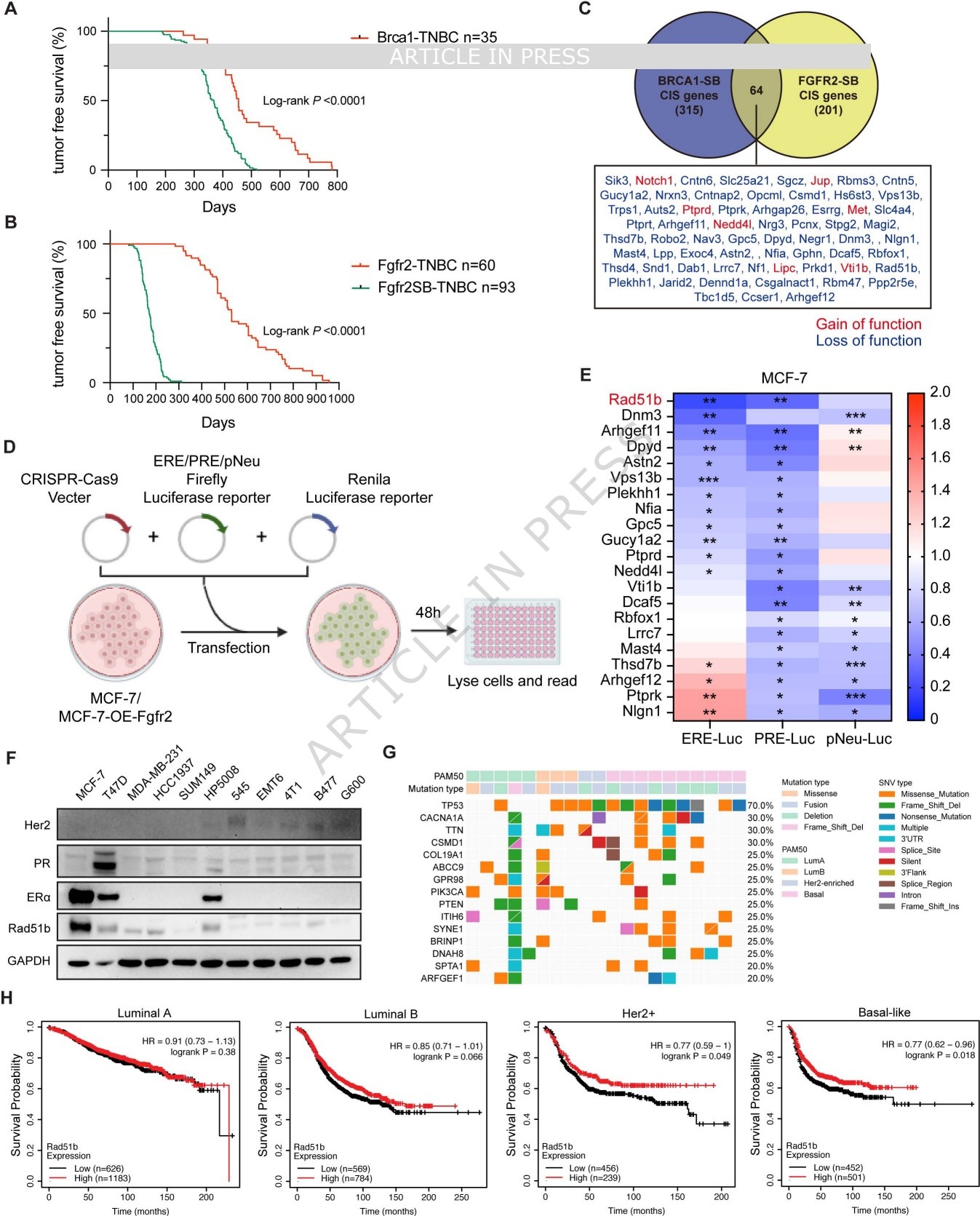  医疗科研新发现 | 菁易科研解读：RAD51B-EZH2 轴如何成三阴性乳腺癌治疗靶点？