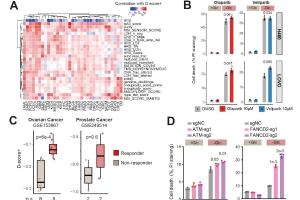 医疗科研新进展 | 菁易科研解析：如何增强癌症对二硫键应激的易感性？
