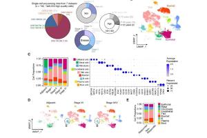 医疗科研新发现 | 菁易科研解读：表达MIF肿瘤细胞如何致食管癌免疫治疗耐药？