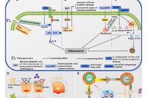 医疗科研新突破 | 菁易科研深度解析：工程化益生菌如何革新癌症免疫治疗？