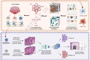 医疗科研新发现 | 菁易科研解读：巨噬细胞-成纤维细胞-肿瘤共浸润模式预测胃癌预后