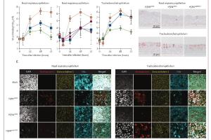  医疗科研新发现 | 菁易科研解读2.3.4.4b分支H5N1流感病毒呼吸道感染机制