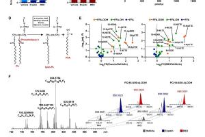 医疗科研新发现 | 菁易科研解读：PRDX6如何影响铁死亡与肿瘤抑制？