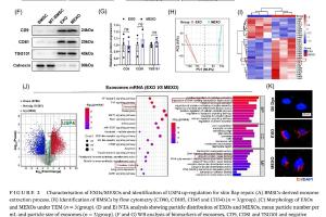 医疗科研新进展 | 菁易科研揭秘：褪黑素工程外泌体改善皮瓣存活的奥秘