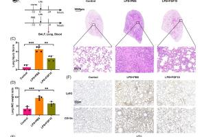 医疗科研新发现 | 菁易科研解读：成纤维细胞生长因子10如何缓解肺泡上皮细胞焦亡？