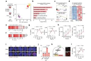 医疗科研新突破 | 菁易科研解读：Piezo1通道激活助力造血干细胞体外扩增