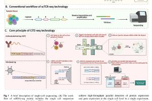 医疗科研新突破 | 菁易科研解读单细胞测序助力免疫检查点抑制剂相关心肌炎研究