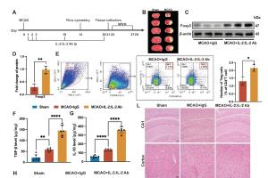 医疗科研新发现！菁易科研解读Tregs改善缺血性脑卒中神经功能的机制