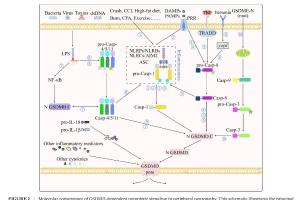 医疗科研新发现 | 菁易科研解读：外周神经病变中焦亡的治疗潜力