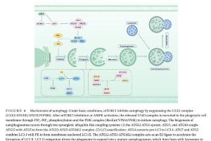 医疗科研新发现 | 菁易科研揭秘调控性细胞死亡在肿瘤免疫治疗中的双重作用