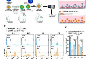 医疗科研新发现 | 菁易科研解读：Cdc42过度激活如何损害老年NK细胞功能