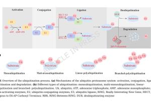 医疗科研新发现 | 菁易科研解读双原发胰腺癌克隆关系之谜
