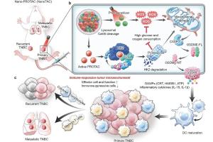 医疗科研新突破 | 菁易科研解读：光响应纳米PROTAC如何增强癌症免疫治疗？