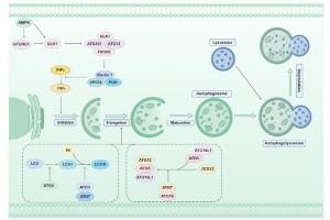 医疗科研新方向 | 菁易科研解读调控性细胞死亡在肿瘤免疫治疗中的奥秘
