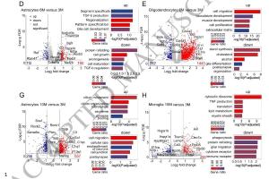 医疗科研新发现 | 菁易科研聚焦：MYC蛋白在肌萎缩侧索硬化症中的关键作用