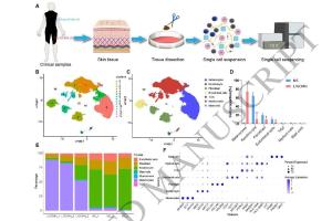 医疗科研新突破 | 菁易科研解读单细胞测序揭示巨型黑素细胞痣潜在靶点