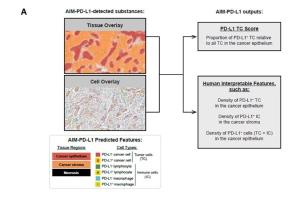 医疗科研新突破 | 菁易科研解读：AI算法革新晚期非小细胞肺癌PD-L1评分