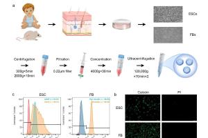 医疗科研新突破 | 菁易科研解读：表皮干细胞外囊泡如何减轻增生性瘢痕？