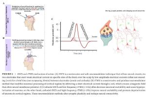 医疗科研新发现 | 菁易科研解读非侵入性神经调节技术提升认知灵活性