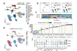 医疗科研新进展 | 菁易科研解读：几丁寡糖纳米颗粒增强抗肿瘤免疫