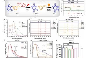 医疗科研新突破 | 菁易科研解读：紫外-酪氨酸酶级联响应寡核苷酸治色素沉着
