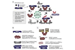 医疗科研新发现 | 菁易科研解读NRF2在癌症免疫治疗中的关键作用