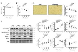 医疗科研新发现 | 菁易科研解读O-GlcNAcylation与骨骼肌萎缩的关联