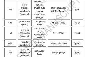 医疗科研新突破 | 菁易科研解读：微自噬定义、分类及机制复杂性