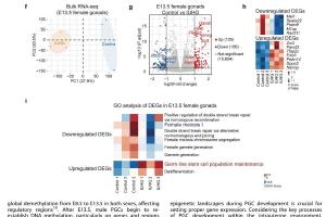 医疗科研新发现 | 菁易科研解读宫内高血糖对小鼠生殖细胞的影响