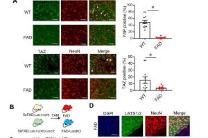 医疗科研新发现 | 菁易科研解读：抑制Hippo信号通路对AD小鼠的保护作用