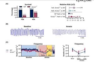 医疗科研新进展 | 菁易科研解析临床前SUDEP模型自动复苏测试