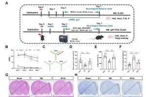 医疗科研新进展 | 菁易科研解读经颅脉冲电流刺激对创伤性脑损伤的神经保护作用