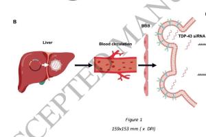 医疗科研新突破 | 菁易科研解读：体内自组装siRNAs改善神经疾病病理表现