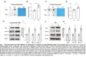  医疗科研新发现 | 菁易科研解读：星形胶质细胞Mettl14与阿尔茨海默病的关联