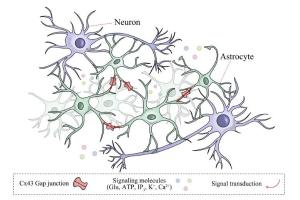 医疗科研新发现 | 菁易科研解读：连接蛋白43如何影响抑郁症进展？