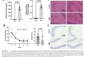 医疗科研新发现 | 菁易科研解读P62/Nrf2/Keap1信号通路与铅神经毒性