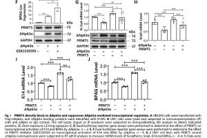 医疗科研新发现 | 菁易科研解读PRMT5与舌鳞状细胞癌转移机制