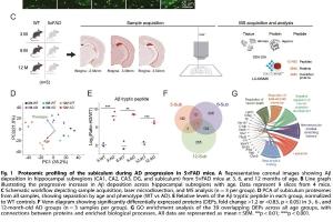 医疗科研新发现 | 菁易科研解读：海马旁回神经元过度活跃与阿尔茨海默病早期病理关联