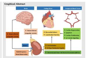 医疗科研新突破 | 菁易科研解读：外泌体如何增强肾去神经术治疗心肌梗死效果？