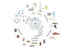 医疗科研新发现 | 菁易科研解读节肢动物外泌体的多元价值