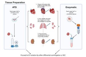 医疗科研新进展 | 菁易科研解读：完整器官分离细胞外囊泡方法大比拼