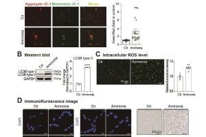 医疗科研新发现 | 菁易科研解读肝性脑病小鼠嗅球非编码RNA表达变化