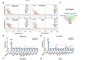 医疗科研新发现 | 菁易科研解读：糖基磷脂酰肌醇如何对抗冠状病毒？