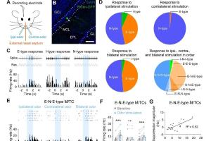 医疗科研新发现 | 菁易科研解读前嗅核介导的跨半球神经回路